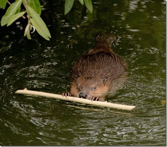 Beaver Lodge Spring 2018